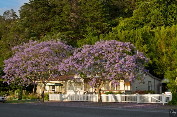 NewZealand 09 10  034